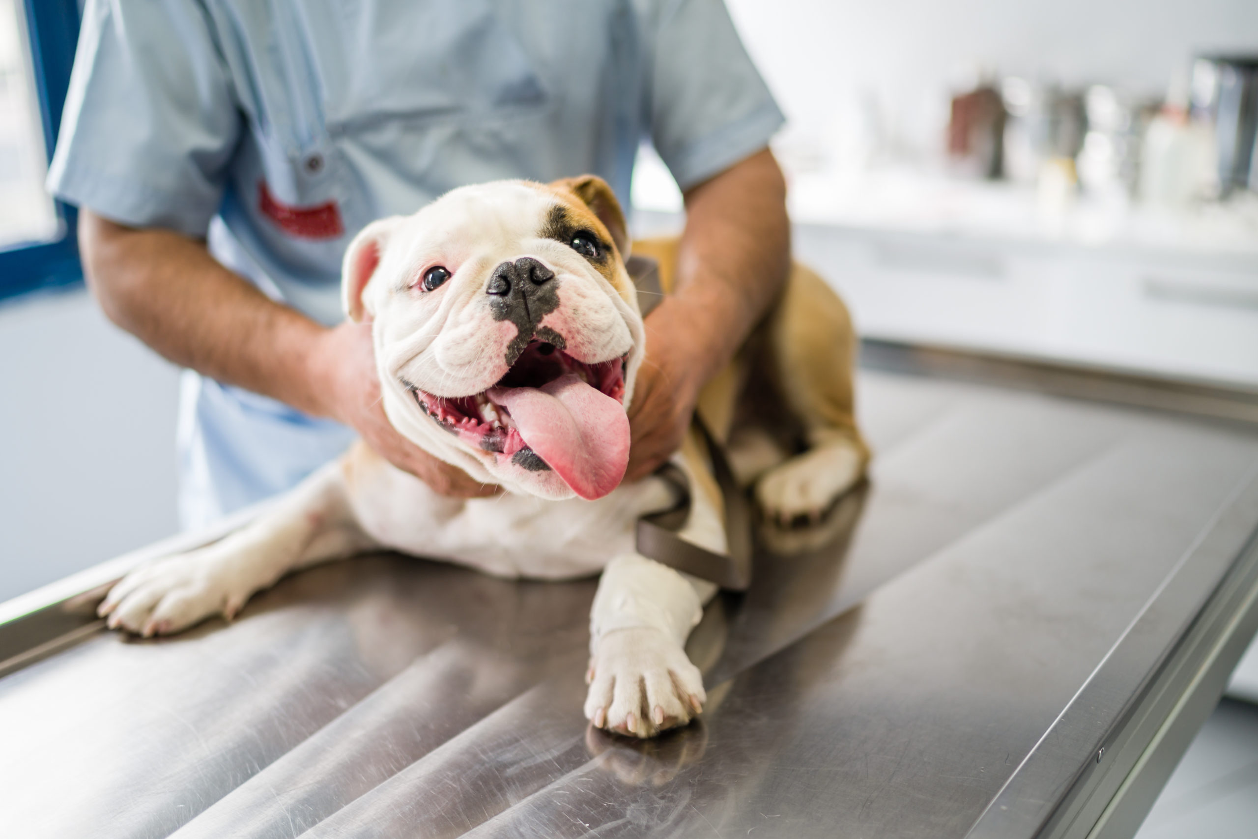 dog preparing for veterinary surgery