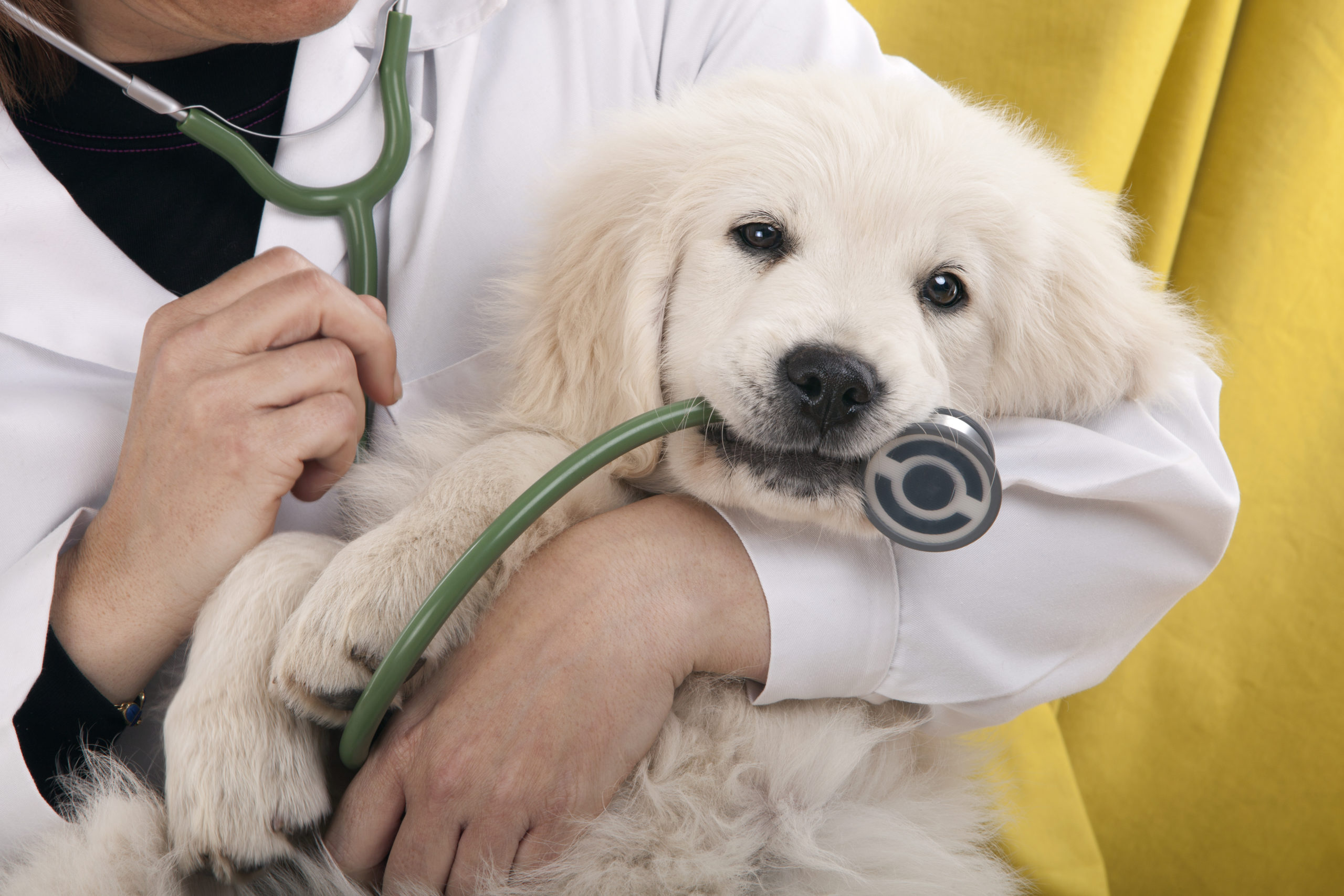 puppy vaccination vet visit