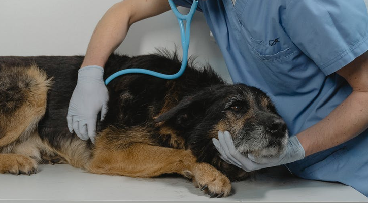 dog in emergency room getting critical care