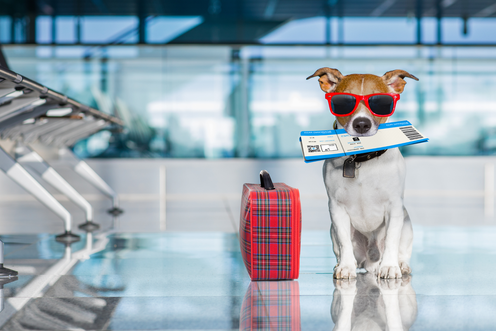 Dog with luggage and passport ready to travel